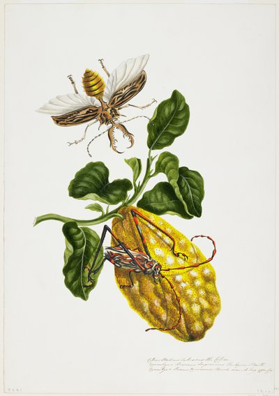 Le Citron et les Insectes - Priscilla Susan Bury